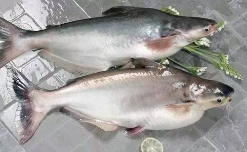 1575508965896374.jpg 進口水產(chǎn)品報關(guān)