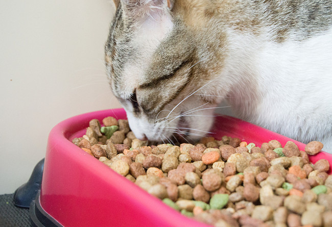 1595555011766283.jpg 寵物食品進口報關(guān)行