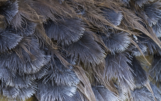 1599098778514139.jpg 鴕鳥毛進(jìn)口清關(guān)