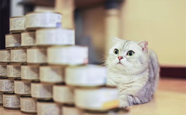 寵物食品罐頭進(jìn)口報(bào)關(guān)一站式代理服務(wù)流程 寵物食品罐頭進(jìn)口報(bào)關(guān)