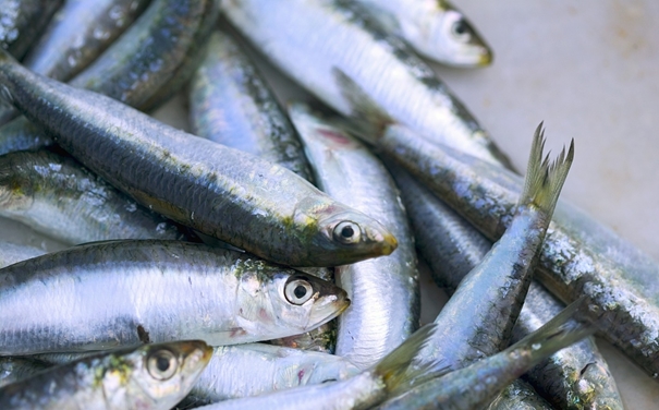 進(jìn)口沙丁魚報關(guān)代理所需資料以及進(jìn)口商所需資質(zhì) 進(jìn)口沙丁魚報關(guān)代理