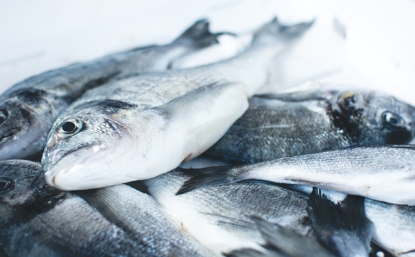 冷凍魚進(jìn)口報(bào)關(guān)