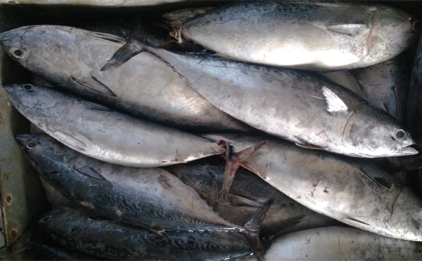 加拿大冷凍金槍魚進(jìn)口報關(guān)要注意哪些事項 加拿大冷凍金槍魚進(jìn)口報關(guān)