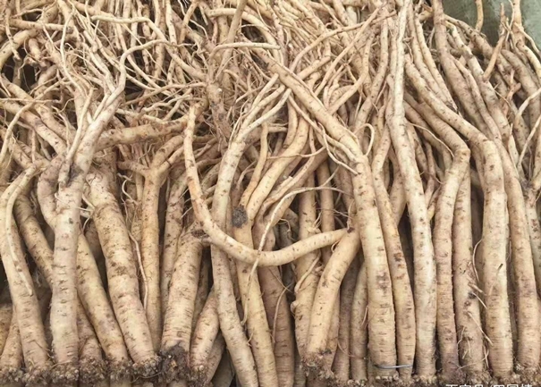 馬來(lái)西亞藥材進(jìn)口報(bào)關(guān)的流程手續(xù)很復(fù)雜么 馬來(lái)西亞藥材進(jìn)口報(bào)關(guān).jpg