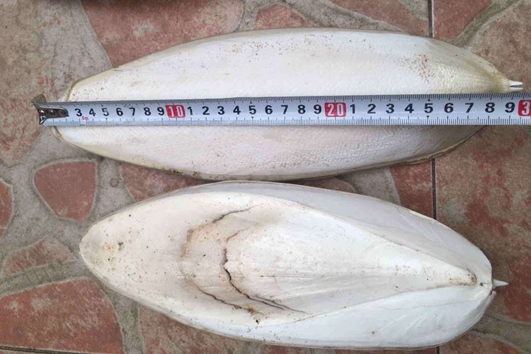 工業(yè)用墨魚(yú)骨代理報(bào)關(guān)公司 墨魚(yú)骨進(jìn)口清關(guān).jpg