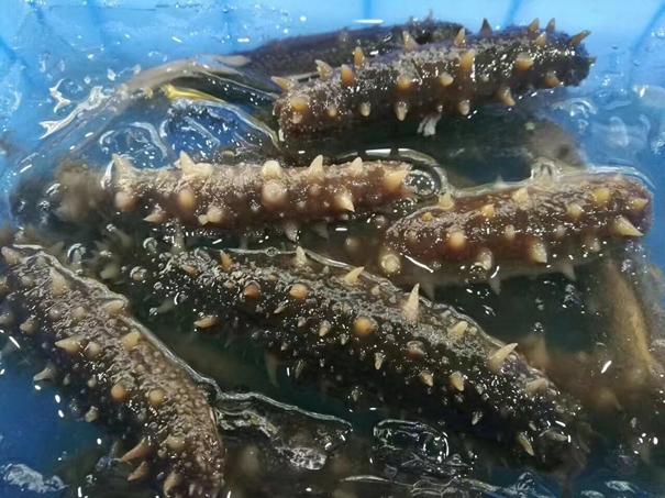 1629973808926833.jpg 進口加拿大刺參清關(guān)_副本.jpg