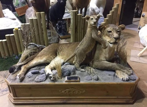 1637923071268910.jpg 進(jìn)口動物標(biāo)本清關(guān)報關(guān)代理_副本.jpg