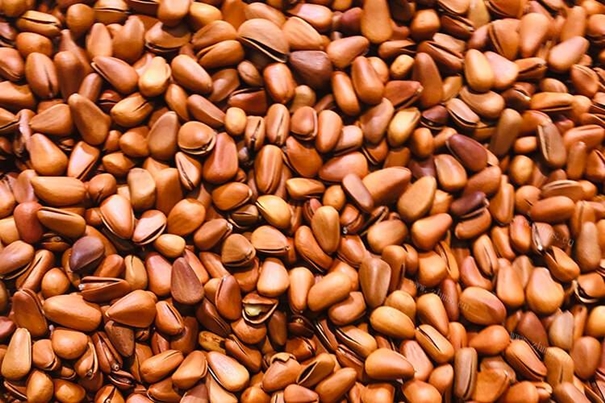 1638442810558980.jpg 進口松子報關公司有經(jīng)驗的松子報關代理_副本.jpg