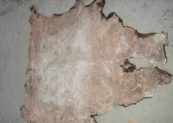 1639981630194716.jpg 牛皮進口報關(guān)清關(guān)查驗注意事項_副本.jpg