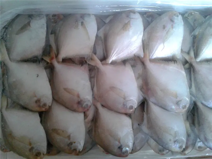 1670237182247313.png 冷凍白鯧魚進(jìn)口報關(guān).png